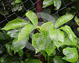 Green leaves