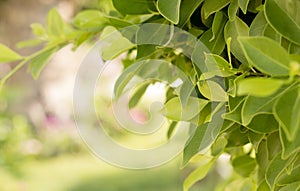 Green leaves