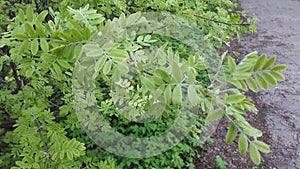 Green leaves of acacia in a spring blooming