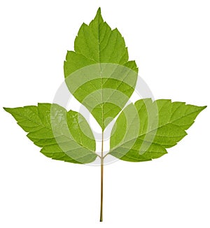 Green leaves of Acer maple, or American maple, on an isolated background