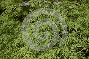 Green leaves of Acer palmatum