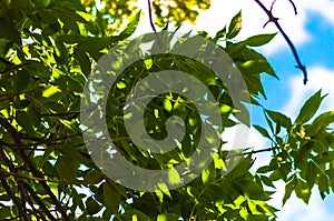 Green leaves against a blue sky with white clouds.