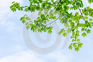 Green leaves against a blue sky with white clouds