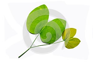 Green leaves against a white background