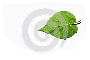 Green leaves against a white background