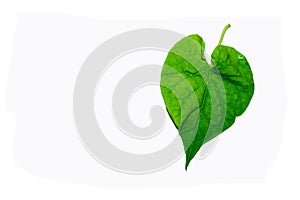 Green leaves against a white background
