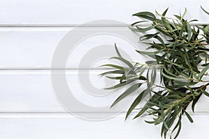 Green leaves of agonis flexuosa on white wooden table