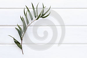 Green leaves of agonis flexuosa on white wooden table