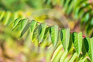 Green leaves of the Ailanthus altissima tree