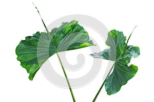 Green Leaves of Alocasia 'Sting Ray', Elephant Ear Plant Isolated on White Background