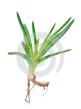 Green leaves of aloe plant close up