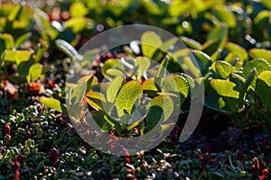 Green leaves of alpine bearberry Arctous alpina (syn. Arctostaphylos alpina). Tundra plants. photo