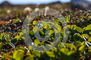 Green leaves of alpine bearberry Arctous alpina (syn. Arctostaphylos alpina). Tundra plants photo