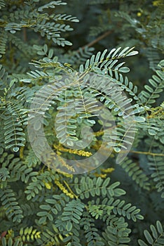 Close up Amorpha fruticosa plant photo