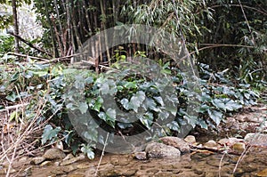 Green leaves anubias along the river in Thailand