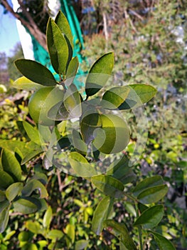 Green leaves appear with two green raw lemon twigs