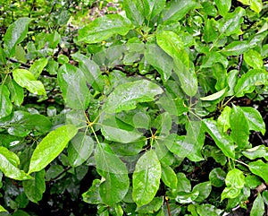 Green leaves of apple