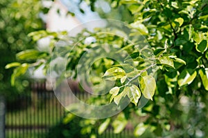 Green leaves of apple branches in the summer garden