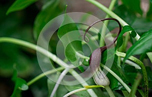 green leaves of Arisarum simorrhinum, friar cowl