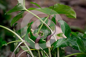 green leaves of Arisarum simorrhinum, friar cowl