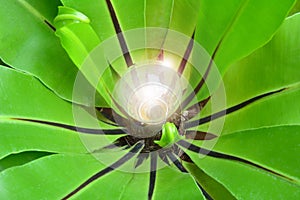 Green leaves around the light bulb for nature energy and idea