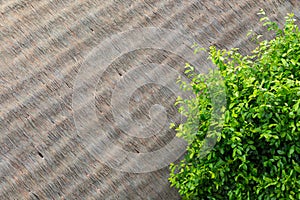 Green leaves on artificial thatch roof