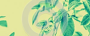 Green leaves as abstract vintage nature background, herbal foliage in spring garden, retro gravure style, floral leaf backdrop for