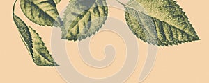 Green leaves as abstract vintage nature background, herbal foliage in spring garden, retro gravure style, floral leaf backdrop for