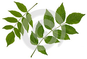 The green leaves of the ash, common ash, pinnate ï¿½omplex leaf
