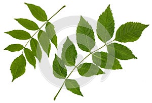 The green leaves of the ash, common ash, pinnate Ã¯Â¿Â½omplex leaf photo
