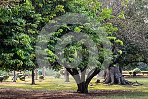 Green leaves of the Ashoka tree
