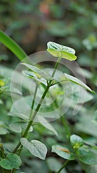 Hojas verdes de también conocido cómo chino púrpura primavera púrpura 