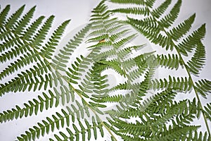 Athyrium filix-femina fern leaves still life