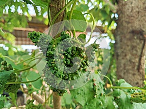 Green leaves are attacked by mites, with the appearance of bumps on the surface of the leaves