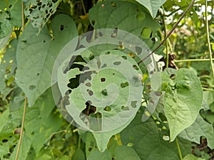 Green leaves attacked by Quadrastichus erythrinae
(Erythrina Gall Wasp) causes bumps on the surface of the leaves