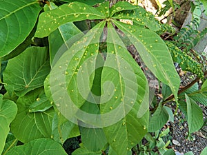 Green leaves attacked by Quadrastichus erythrinae Kim
(Erythrina Gall Wasp) makes bumps on the surface of the leaves