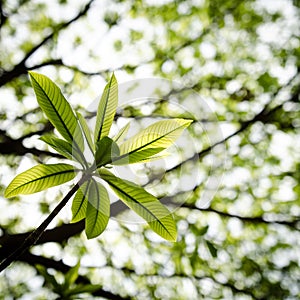 Green leaves backgroun