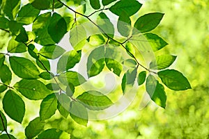 Green leaves background