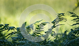 Green leaves for background 2