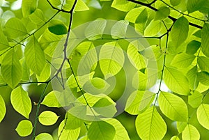 Green leaves background