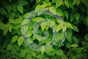 Green leaves background