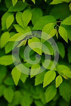 Green leaves background