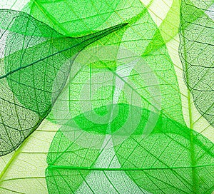 Green leaves background