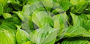 Green leaves background