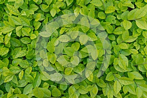 Green leaves background