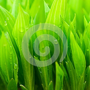 Green leaves background