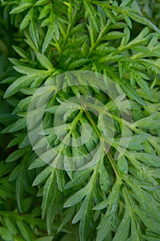 Green leaves background