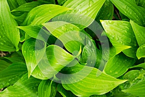 Green leaves background