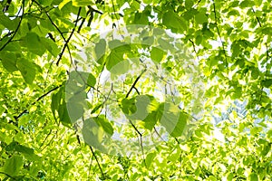 Green Leaves Background