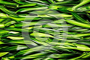 Green leaves background